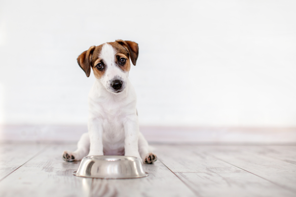 Štěně jack russela sedí před prázdnou miskou